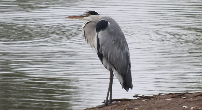 Graureiher  - Janusz Maliczak