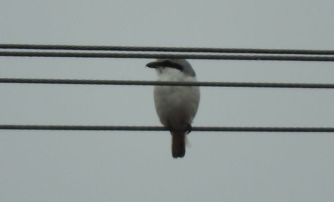 Raubwürger  - Janusz Maliczak