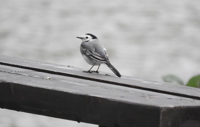 Bachstelze  - Janusz Maliczak