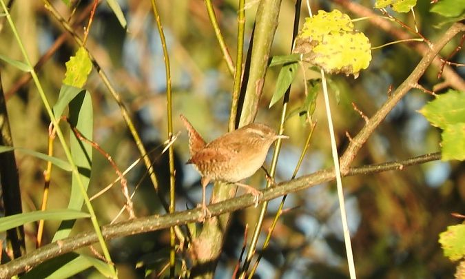 Eurasian Wren  - Janusz Maliczak