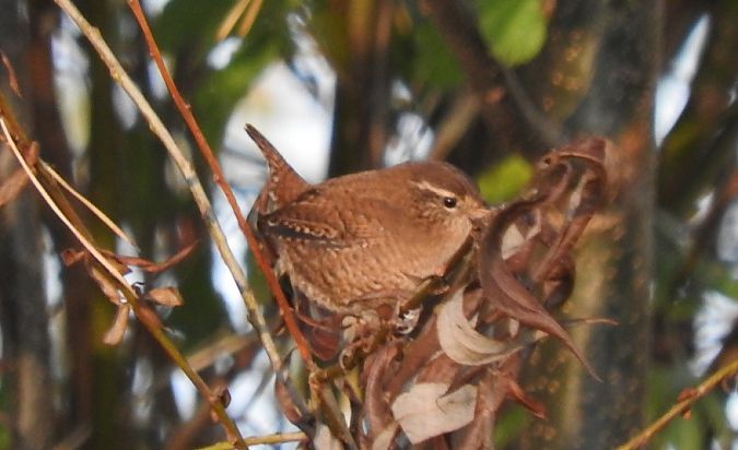 strzyżyk  - Janusz Maliczak