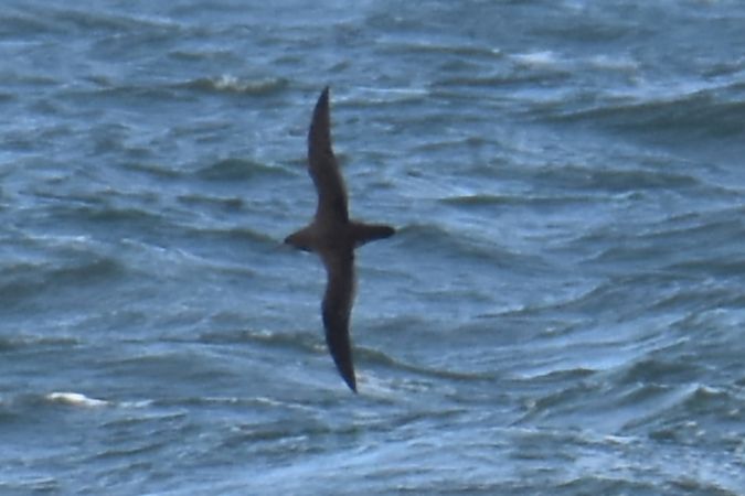 burzyk szary  - Krystian Pytel