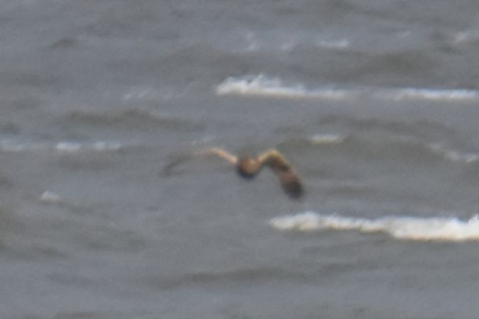 Short-eared Owl  - Krystian Pytel