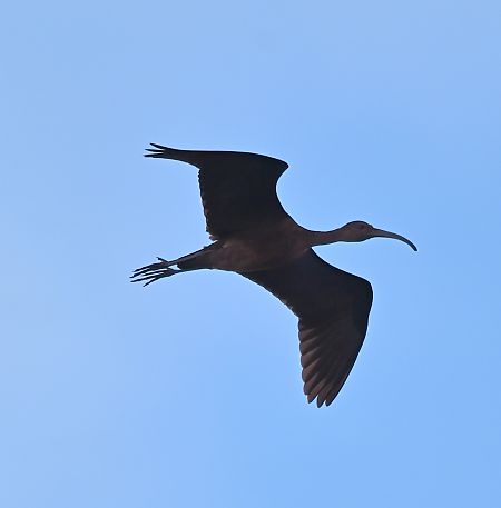 Ibis falcinelle  - Rafał Kuczmaszewski