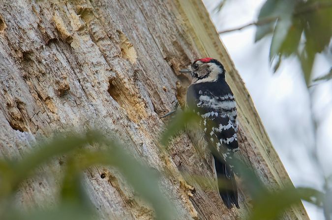 Lesser Spotted Woodpecker 