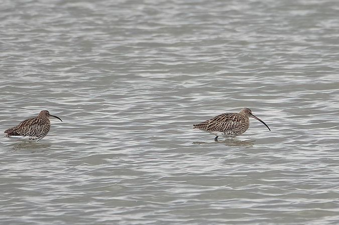 Eurasian Curlew 