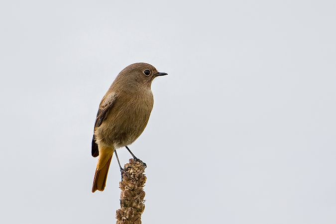 Black Redstart 