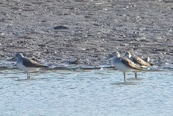 Common Greenshank 