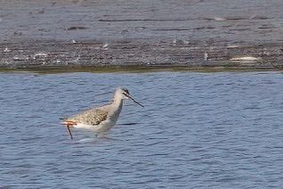 Spotted Redshank 