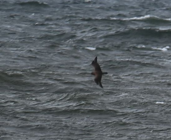 Skua  - Marian Giertych