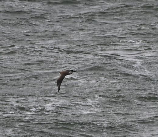 Skua  - Marian Giertych