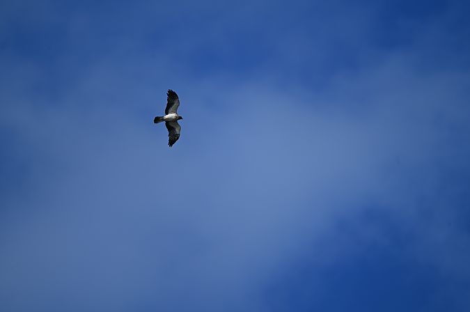 Booted Eagle  - Marian Giertych