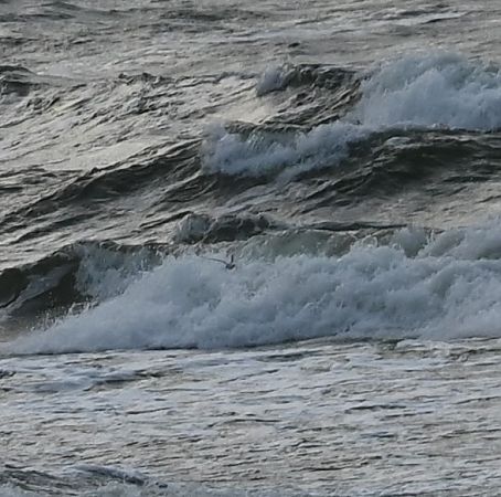 Sterne arctique  - Marian Giertych