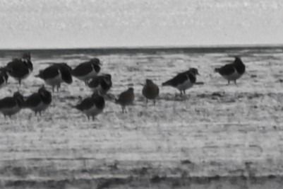 siewka złotawa  - Marian Giertych