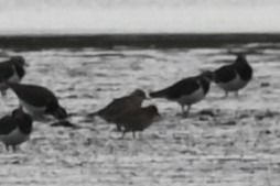 Tundragoldregenpfeifer  - Marian Giertych