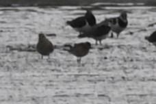 Pluvier fauve  - Marian Giertych