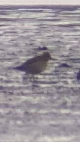 siewka złotawa  - Marian Giertych