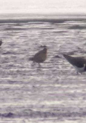 Pluvier fauve  - Marian Giertych