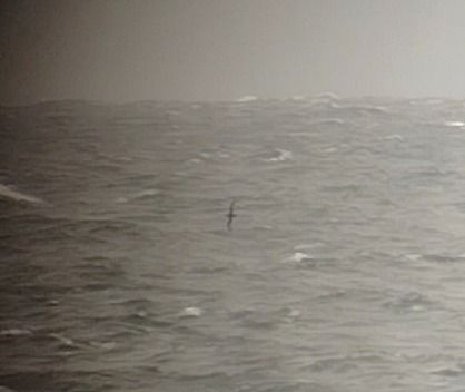 Dunkler Sturmtaucher  - Krzysztof Nowak