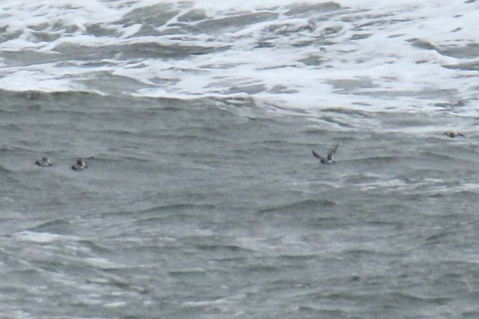 Purple Sandpiper  - Krzysztof Nowak