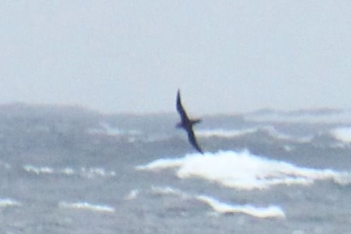 Dunkler Sturmtaucher  - Krzysztof Nowak