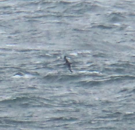 burzyk szary  - Krzysztof Nowak