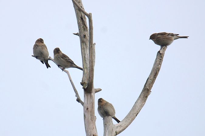 Berghänfling  - Krzysztof Nowak