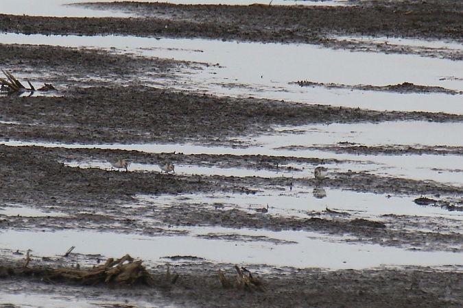 piaskowiec  - Mariusz Zub