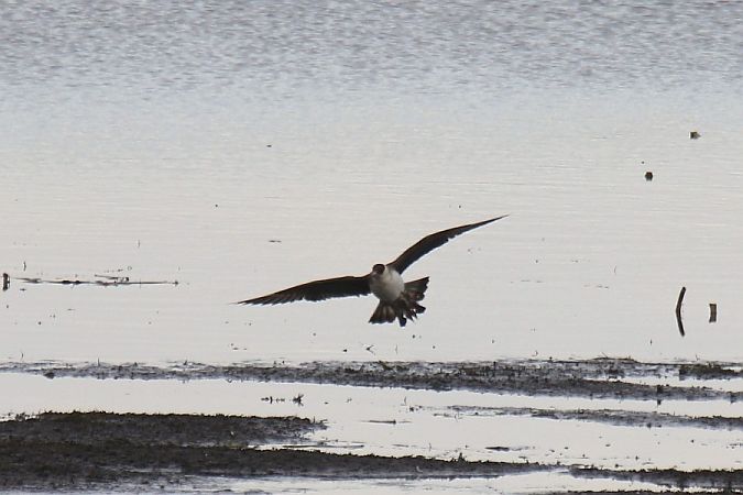 Schmarotzerraubmöwe  - Mariusz Zub