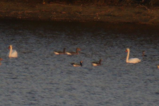 Bernache nonnette  - Mariusz Zub