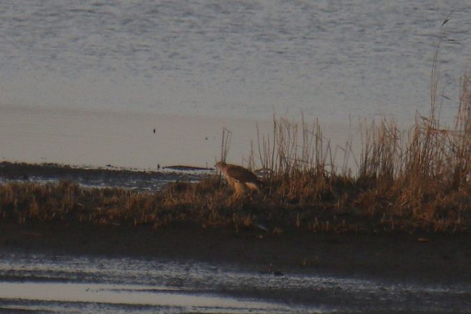 Eurasian Goshawk  - Mariusz Zub