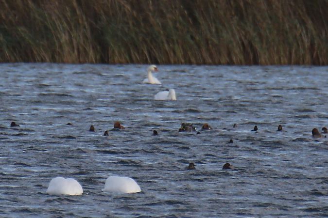 Red-crested Pochard  - Mariusz Zub