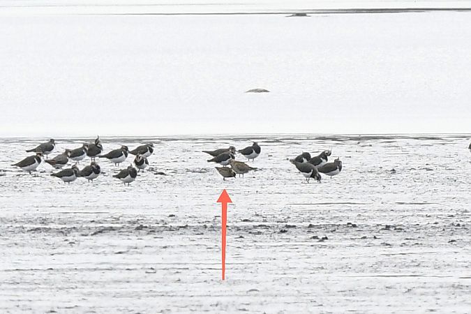 Pluvier fauve  - Kamil Kozłowski