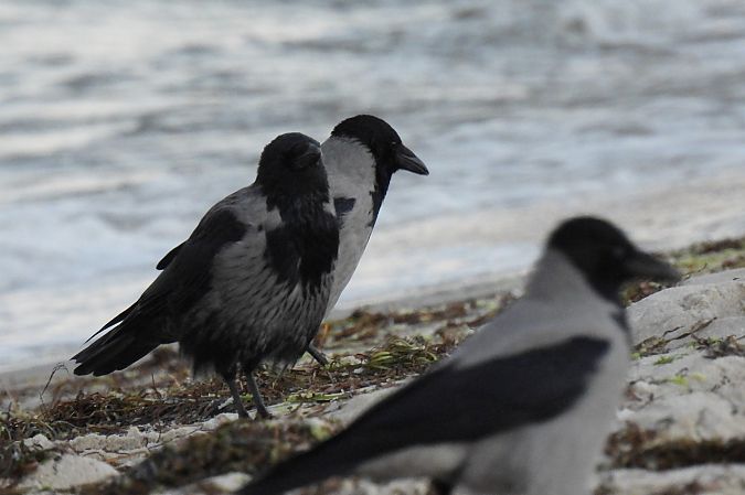 Hybrid Raben- x Nebelkrähe  - Beata Prusak