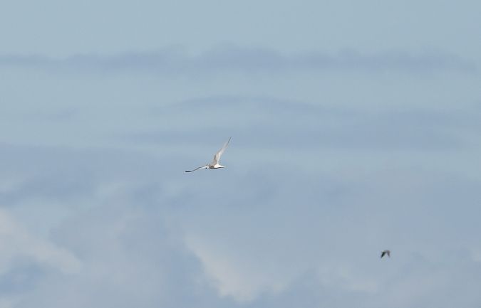 Arctic Tern 