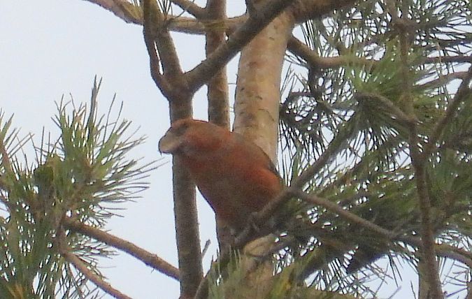 krzyżodziób sosnowy 