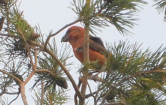 Bec-croisé perroquet 