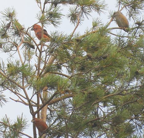 Bec-croisé perroquet 