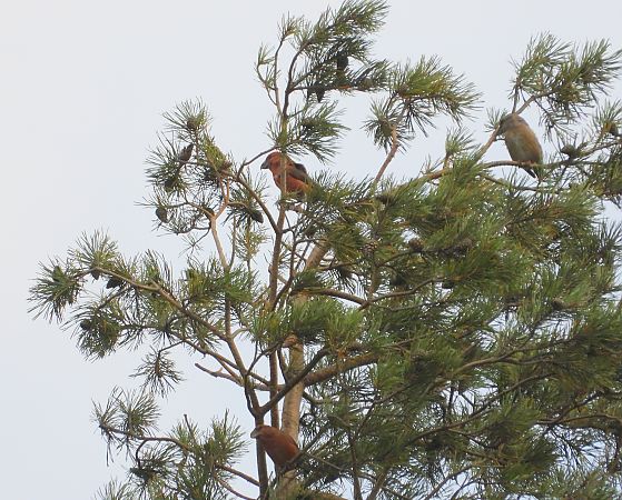Bec-croisé perroquet 