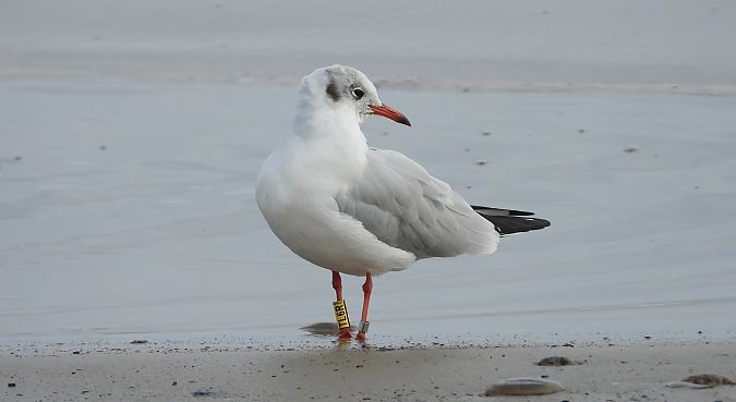 Mouette rieuse 