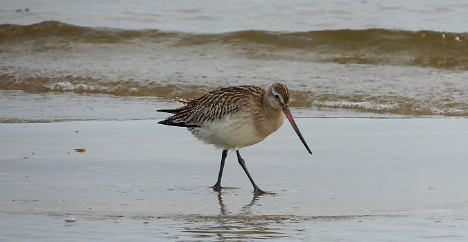 Pfuhlschnepfe  - Jarosław Słowikowski