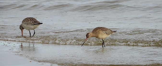 Barge rousse  - Jarosław Słowikowski