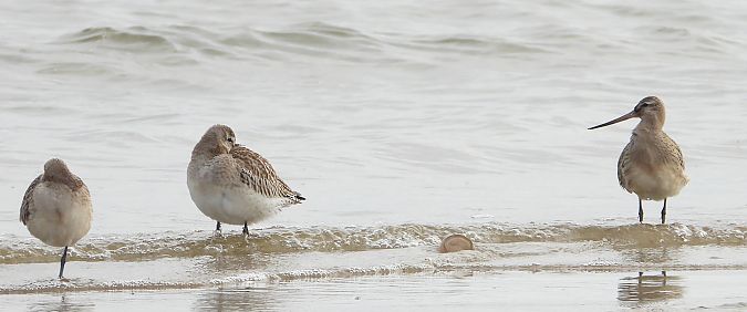 szlamnik  - Jarosław Słowikowski