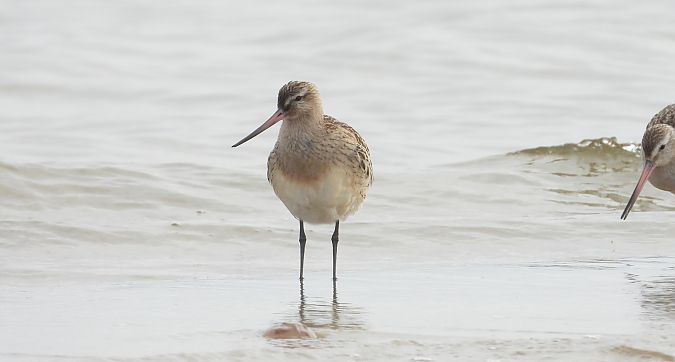 szlamnik  - Jarosław Słowikowski