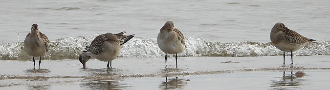szlamnik  - Jarosław Słowikowski