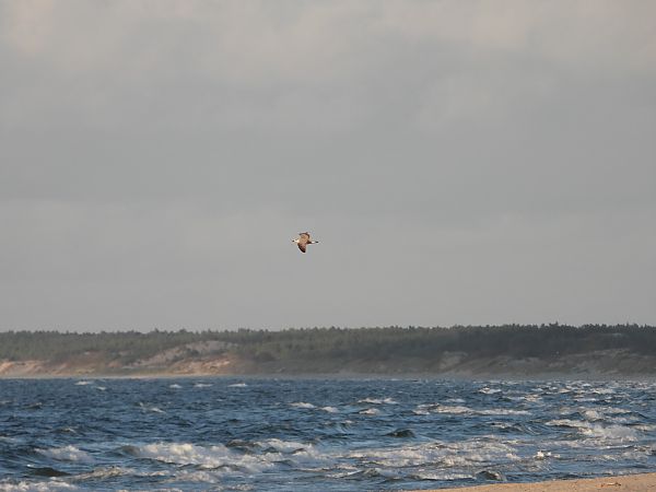 Great Black-backed Gull 