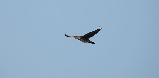 Great Cormorant 