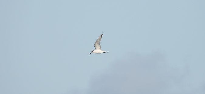 rybitwa czubata  - Jarosław Słowikowski