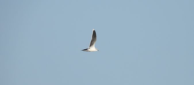 Mouette pygmée 