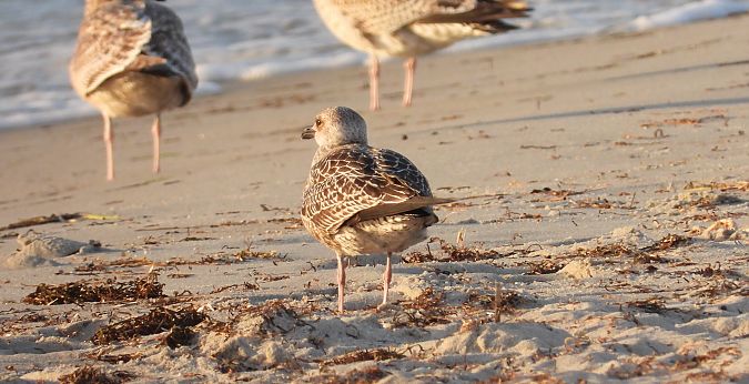 Lesser Black-backed Gull 